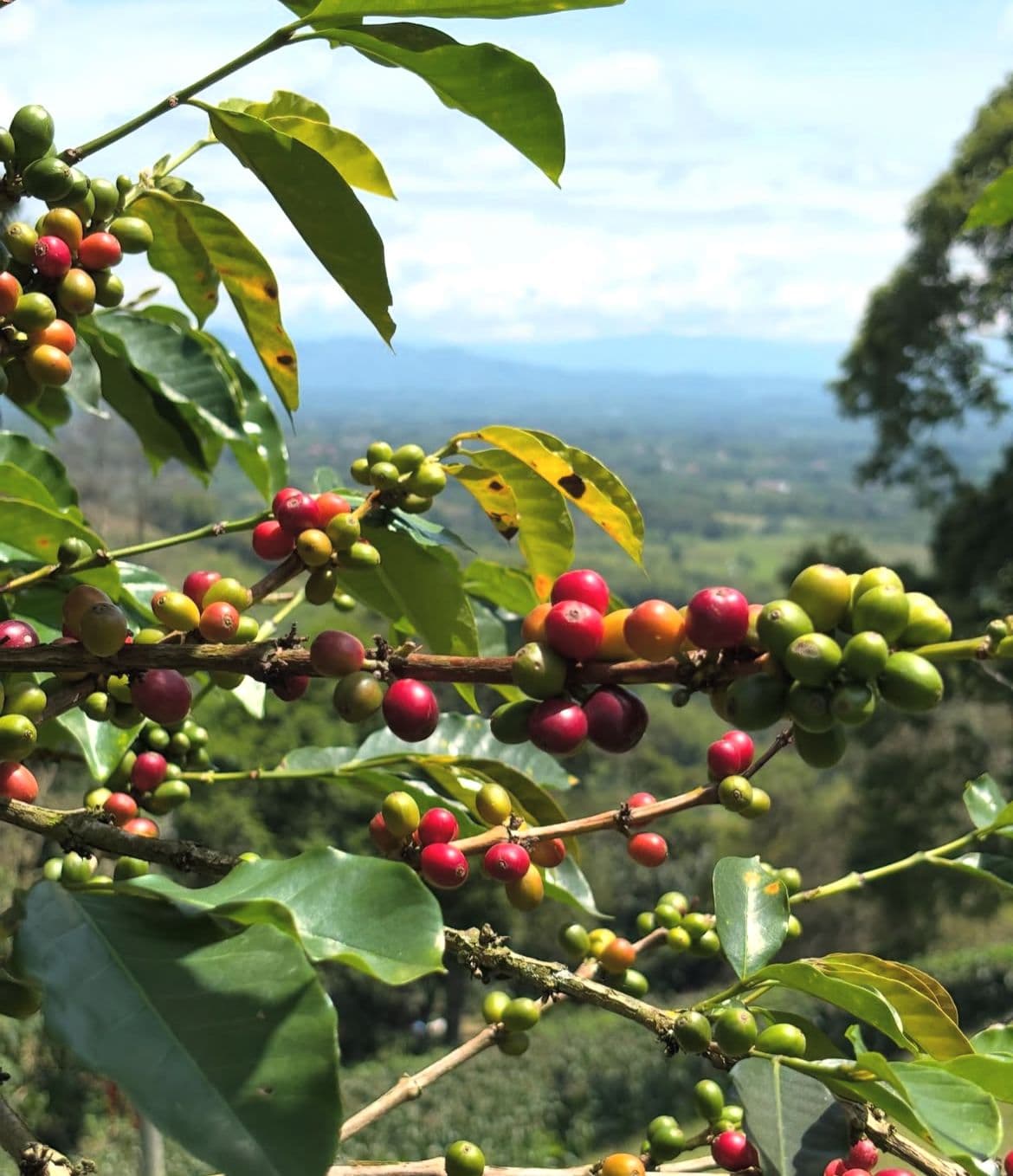 Cerezas de café  madurando bajo la sombra
